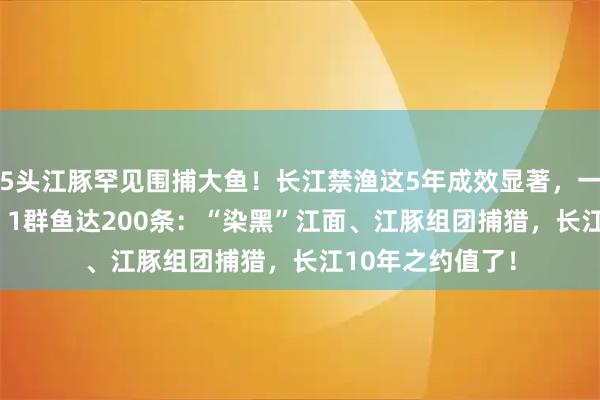 5头江豚罕见围捕大鱼！长江禁渔这5年成效显著，一群鱼量达200条 1群鱼达200条：“染黑”江面、江豚组团捕猎，长江10年之约值了！